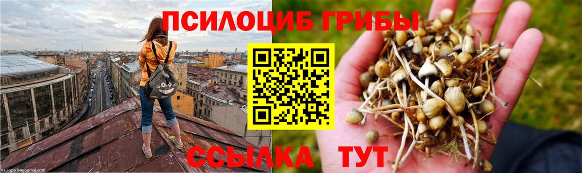 Галлюциногенные грибы Psilocybe Зерноград